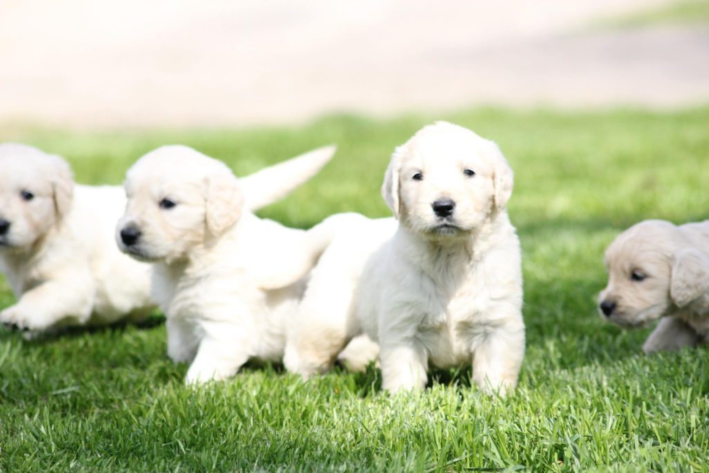 Chiots Golden Retriever