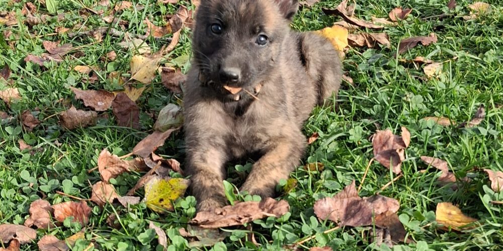 Portée Nira x Patrovite !