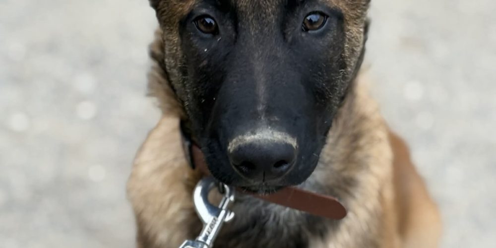 Un mâle disponible !