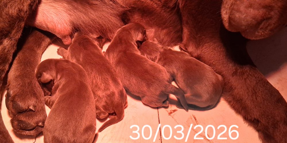 Chiots disponibles à la réservation !