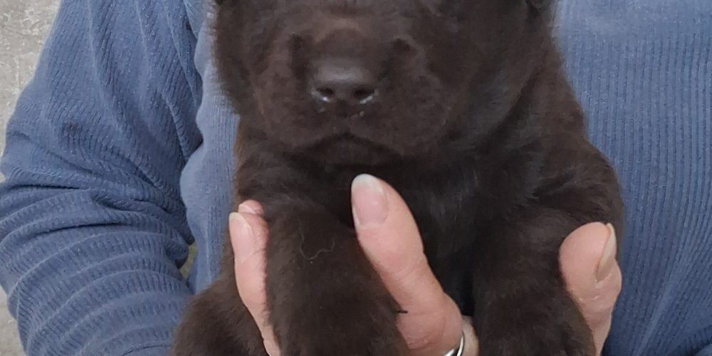 Chiots disponibles à la réservation !