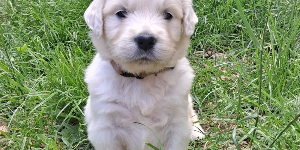 Chiots disponibles à la réservation !